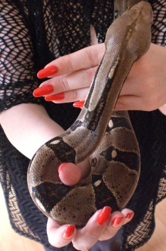 Mrs Janice mit Boa Constrictor